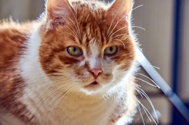 Yetişkin, beyaz ve kırmızı Avrupalı bir kedinin portresi