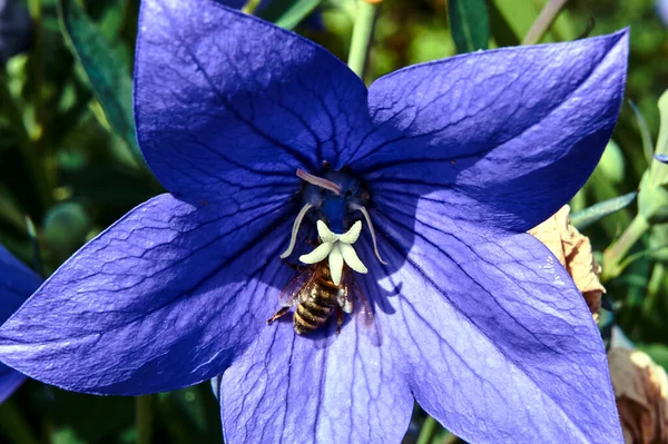 Biene Becher Der Violetten Blume Campanula Glomerata Blüht Frühling — Stockfoto