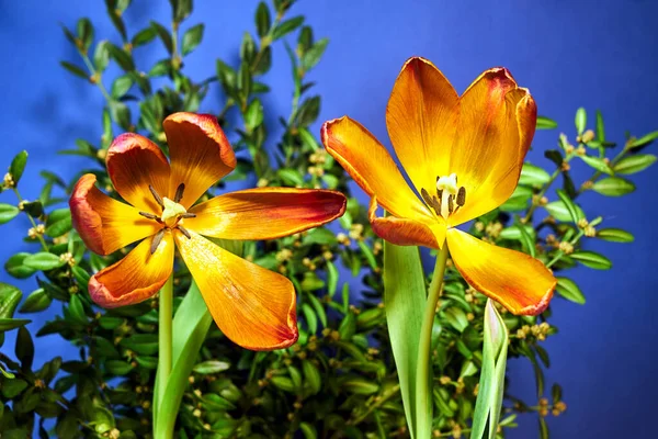 Krásné Červenožluté Tulipán Květina Modrém Pozadí — Stock fotografie