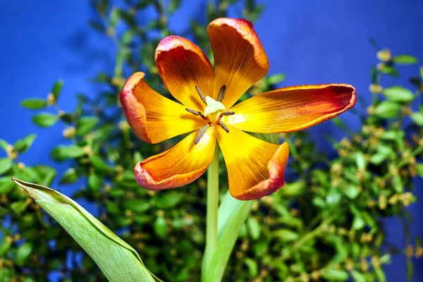 Krásné Červenožluté Tulipán Květina Modrém Pozadí — Stock fotografie