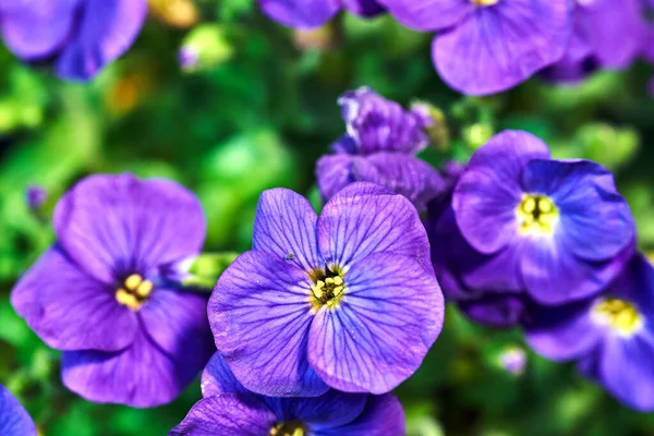 Όμορφα Ανθισμένα Μοβ Λουλούδια — Φωτογραφία Αρχείου