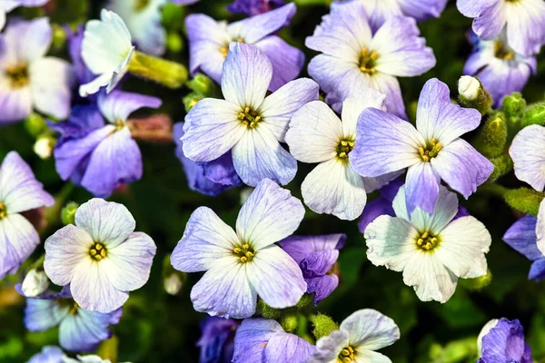 Schöne Blühende Weiße Und Lila Blumen — Stockfoto