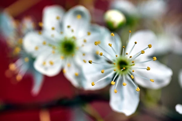 Piękne Małe Białe Kwiaty Blackthorn — Zdjęcie stockowe
