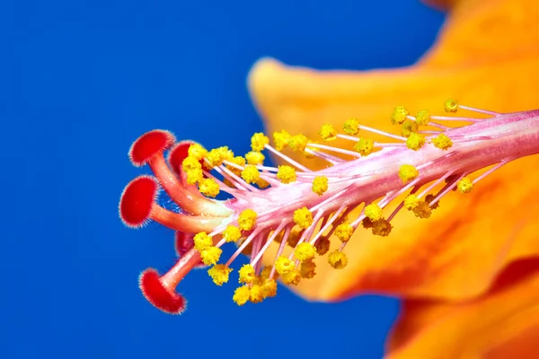 Prachtige Statige Rode Bloemen Hibiscus Struik Tuin — Stockfoto