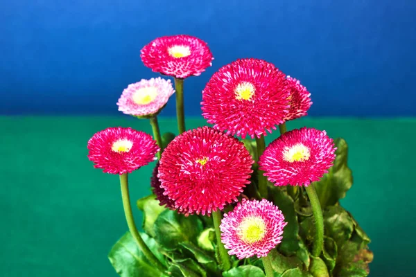 Smukke Blomstrende Farverige Tusindfryd Blå Baggrund - Stock-foto