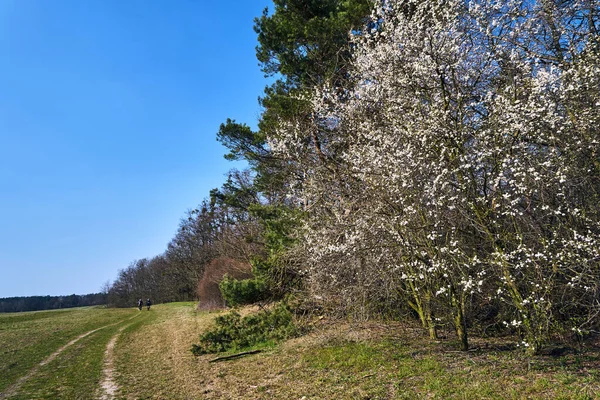 Glade Arbres Fleurs Blanches Début Printemps Pologne — Photo