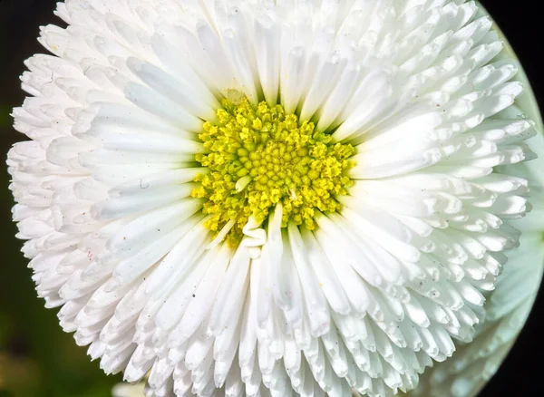 Closeup Beautiful Daisy Flower Spring Garden — Stock Photo, Image