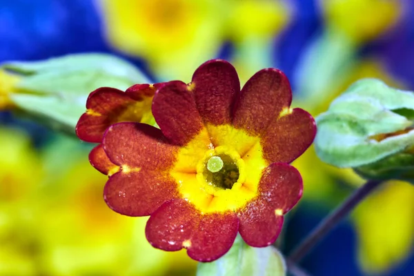 Détails Belles Fleurs Onagre Rouge Printemps Dans Jardin — Photo