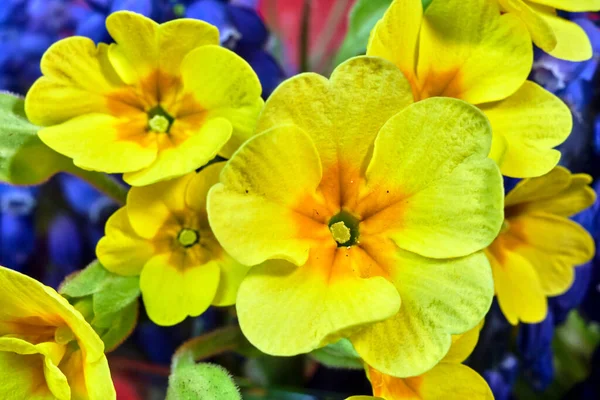 Detalii Despre Flori Frumoase Primroză Galbenă Primăvara Grădină — Fotografie, imagine de stoc