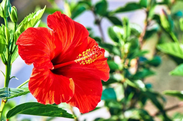 Arbusto Com Uma Flor Vermelha Hibisco Ilha Kos Grécia — Fotografia de Stock