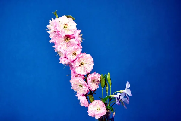 Růžové Květy Větvičce Mandlí Keře Modrém Pozadí — Stock fotografie