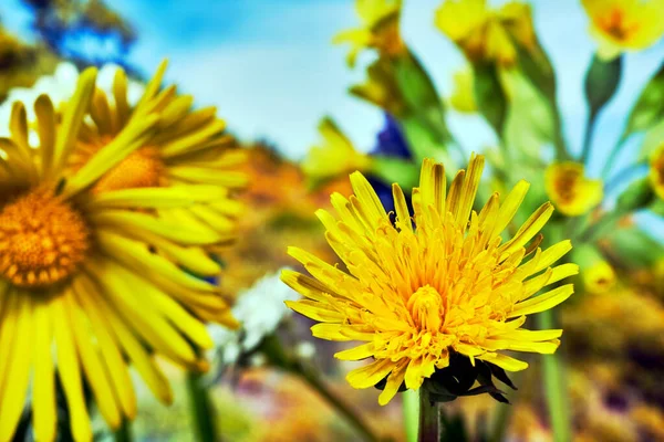 牧草地で春に黄色いタンポポの花が咲き — ストック写真