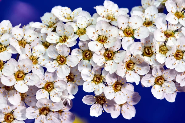 Piękne Małe Białe Kwiaty Kwiatu Kropli Śniegu Kwitnące Wiosną Krzewie — Zdjęcie stockowe