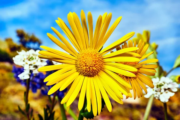 美しい黄色の花々草原の春に咲くドロニクム — ストック写真