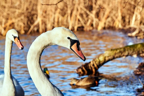 Портрет Белого Лебедя Плывущего Озеру Польше — стоковое фото