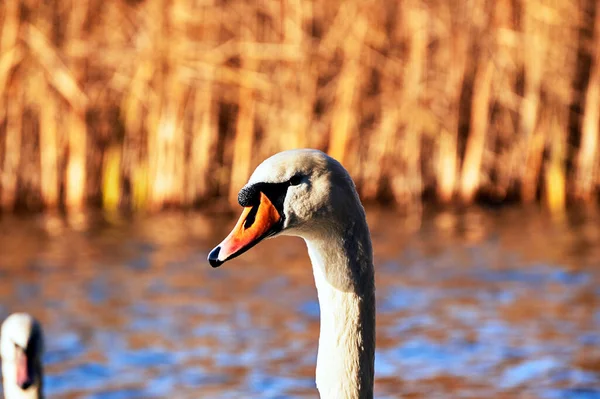 Portrait White Swan Floating Lake Poland — Stock Photo, Image