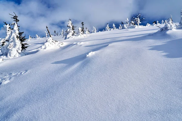 Enterré Dans Forêt Neige Dans Les Monts Géants Pologne — Photo