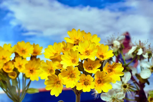 Detaily Krásné Žluté Květy Primrose Jaře Zahradě — Stock fotografie