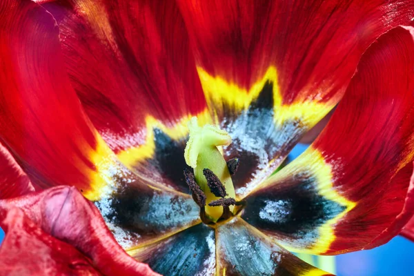 Pistilo Estambres Una Hermosa Flor Tulipán Rojo Amarillo — Foto de Stock