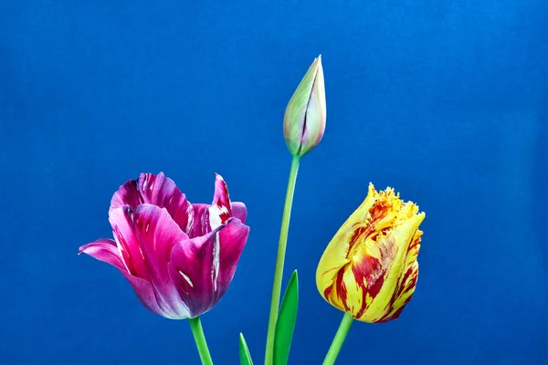 Kytice Červených Tulipánů Žlutém Pozadí — Stock fotografie