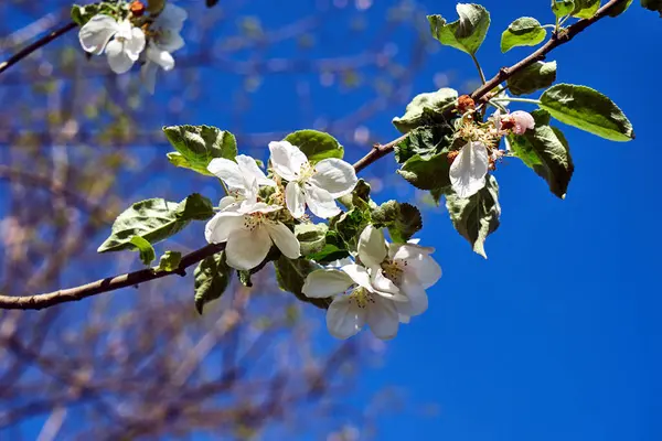 Bloeiende Fruitboom Bloemen Een Blauwe Achtergrond — Stockfoto