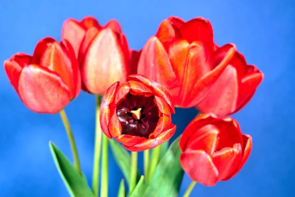 Güzel Kırmızı Sarı Lale Çiçeğinin Erkeklik Organı Erkekliği — Stok fotoğraf