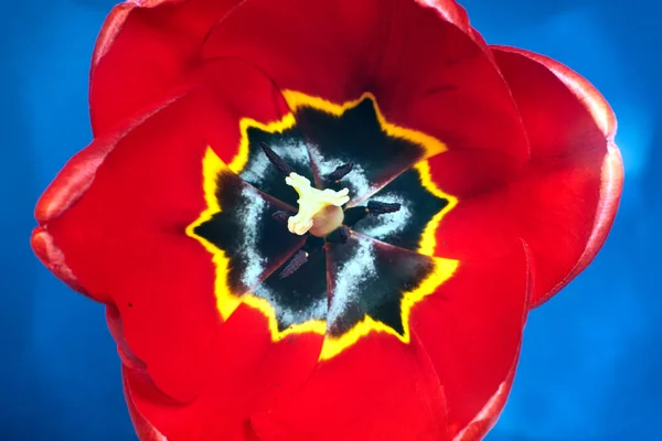 Pistilo Estames Uma Bela Flor Tulipa Vermelha Amarela — Fotografia de Stock