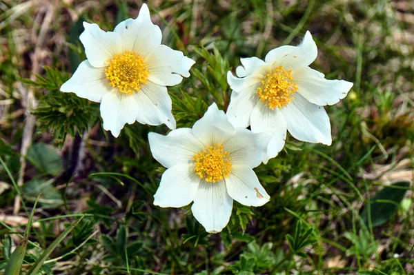 Blommor Anemoner Gräsbevuxen Äng Tatrabergen Polen — Stockfoto