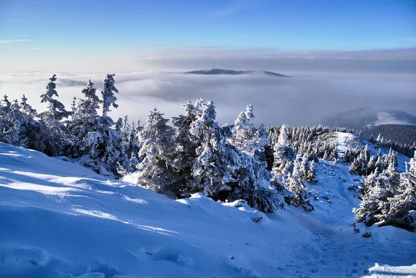 Nubes Abetos Cubiertos Nieve Las Montañas Invierno Beskidy Polonia — Foto de Stock