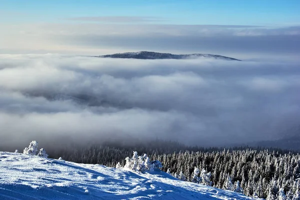 Nuvens Neve Coberto Abetos Nas Montanhas Inverno Beskidy Polônia — Fotografia de Stock