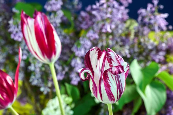 Lindas Flores Tulipa Vermelho Branco Jardim — Fotografia de Stock