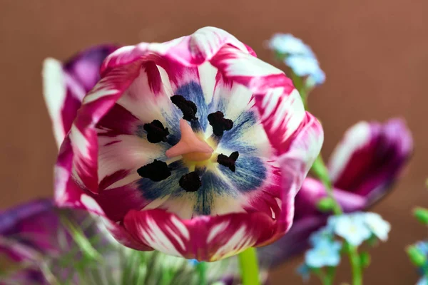 Pistilo Estambres Una Hermosa Flor Tulipán Colorido — Foto de Stock