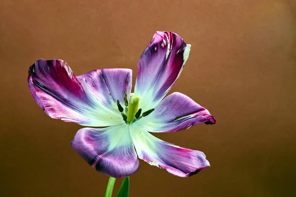 Pistil Stamens Piękny Kolorowy Kwiat Tulipan — Zdjęcie stockowe