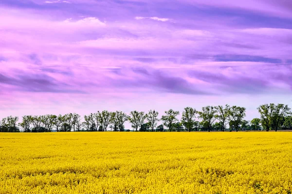 Rural Landscape Fields Blooming Rapeseed Trees Spring Poland — Stock Photo, Image