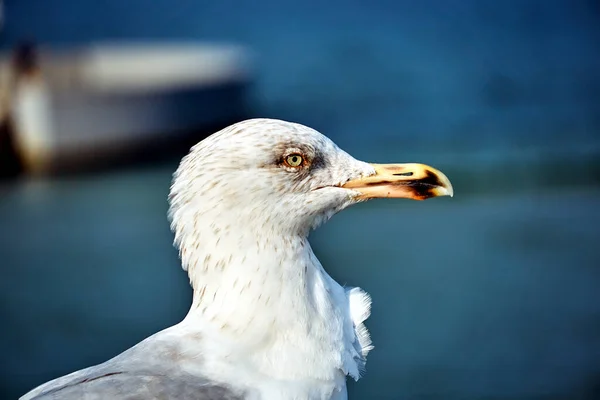 Retrato Uma Gaivota Prata Costa Mar Báltico Polónia — Fotografia de Stock