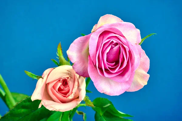 Krásné Kvetoucí Růže Květiny Modrém Pozadí — Stock fotografie