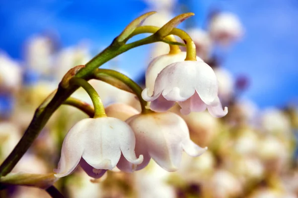 Pequenos Lírios Floridos Das Flores Vale Durante Primavera Jardim — Fotografia de Stock