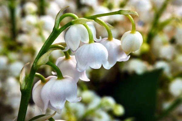 Μικρά Ανθισμένα Κρίνα Της Κοιλάδας Λουλούδια Την Άνοιξη Στον Κήπο — Φωτογραφία Αρχείου
