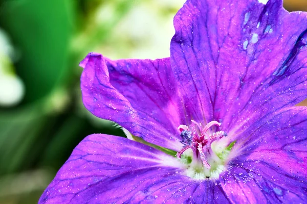 庭の春に美しい紫色のゼラニウムの花を咲かせます — ストック写真