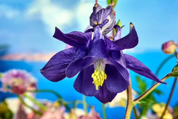 ポーランドの庭で春に咲くカラフルな斑点のある花の閉鎖 — ストック写真