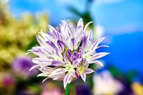 Bunt Blühender Schnittlauch Frühling Einem Garten Polen — Stockfoto