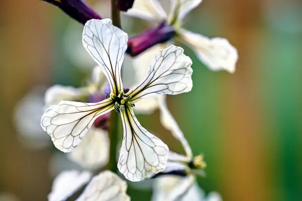 Cierre Una Floreciente Flor Cohetes Blancos Jardín —  Fotos de Stock