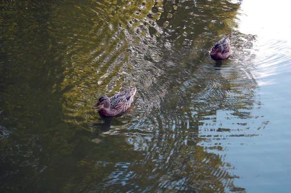 Kachny plavání na jezeře — Stock fotografie