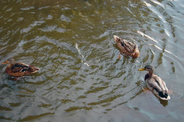 Πάπιες κολυμπούν στη λίμνη — Φωτογραφία Αρχείου
