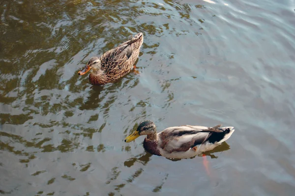 Утки плавают на озере Лицензионные Стоковые Фото