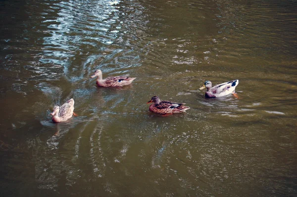 Canards nageant sur le lac Images De Stock Libres De Droits