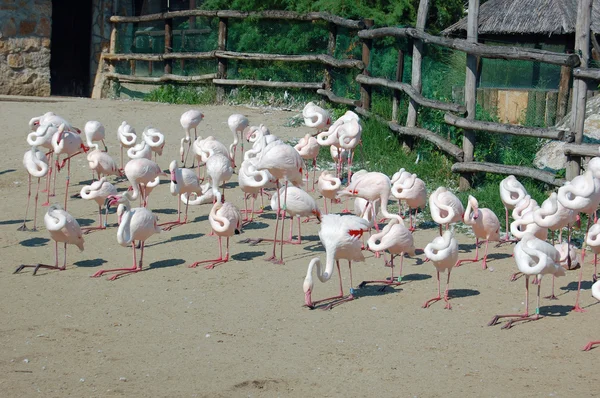 Schön und wild - Flamingos — Stockfoto