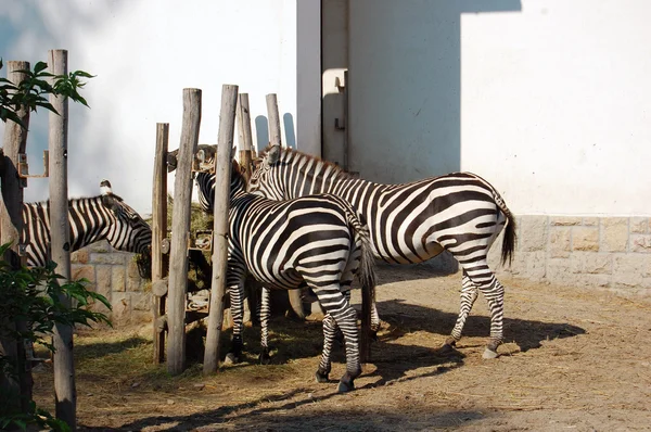 Zebras im Zoo — Stockfoto