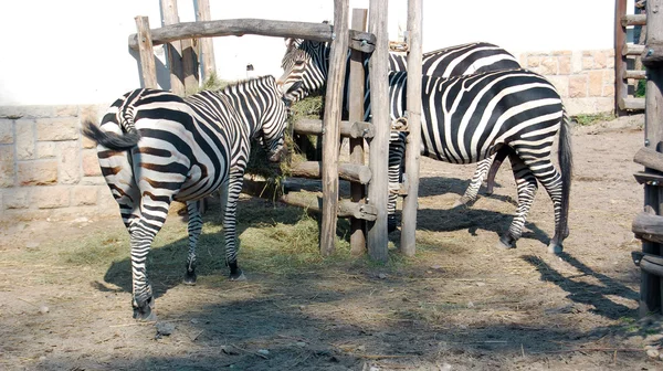 Zebralar hayvanat bahçesinde — Stok fotoğraf