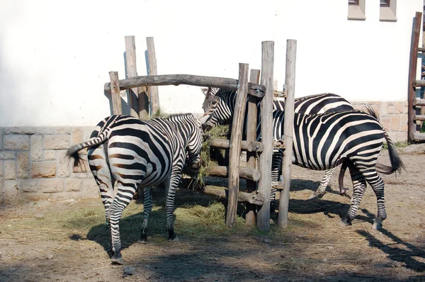 Zebras no zoológico — Fotografia de Stock